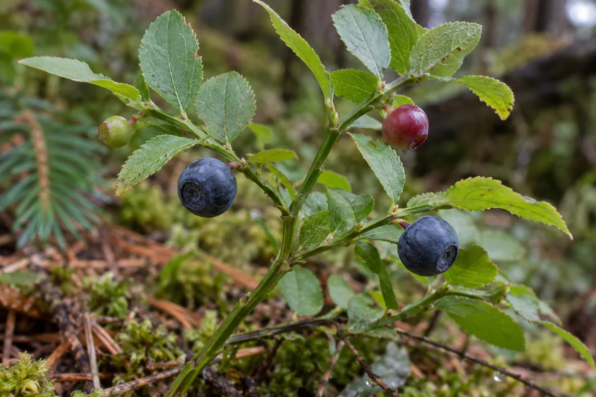 Gros plan sur un rameau de myrtillier portant des baies vertes, rouges et bleu noir couvertes de pruine